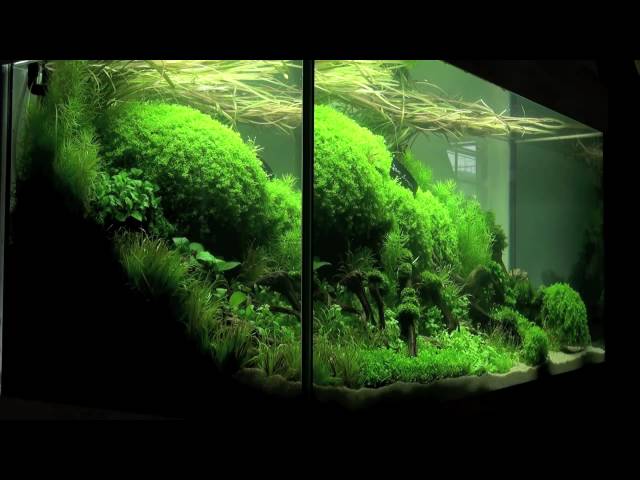 Aquascaping - Aquarium Ideas from The Art of the Planted Aquarium 2011, part 1