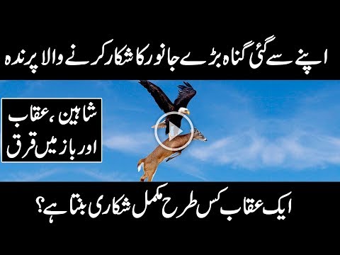 MOST AMAZING FACTS ABOUT EAGLE , SHAHEEN |URDU DOCUMENTARY ON UQAAB | Urdu Cover