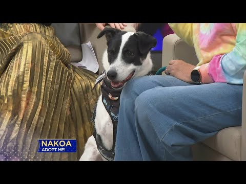 3 Plus Your Pets- Pet Placement Center - YouTube