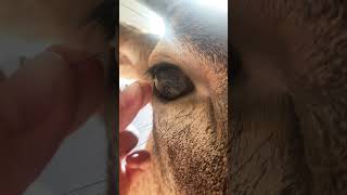 Deer eye 🦌 turn your volume up!! #taxidermy #animals #eyes #art #deer #wildlife