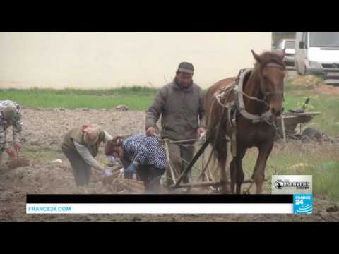 Klondike: the Amber Mafia of Western Ukraine