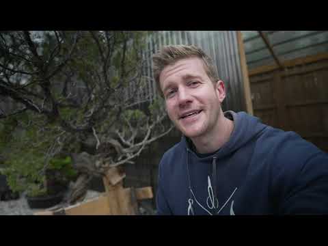 November Walkthrough at Eisei-en Bonsai Garden