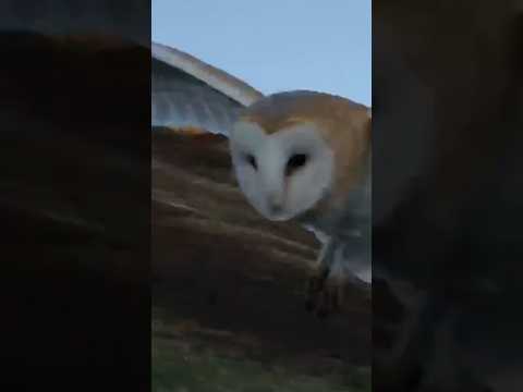 🦉 Amazing! This wild barn owl flew right at me while I was live streaming! #bird #wildlife