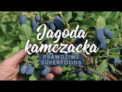 Jagoda kamczacka - sok z jagody kamczackiej - sok superfoods
