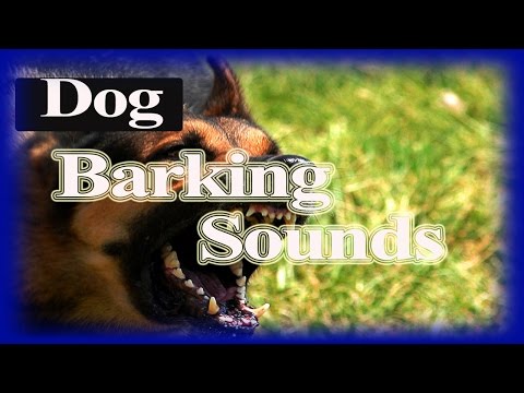 Dogs  Barking Sounds | Dogs Sounds Effects 12 Hour