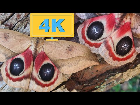 Automeris Moths from Ecuador: Automeris cf. dagmarae (metzli) 4K Quality No Commentary