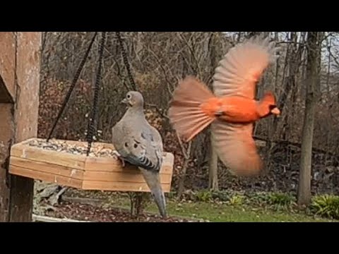 Common Grackle, Mourning Doves, and Other Birds Hang Out on My Bird Feeder