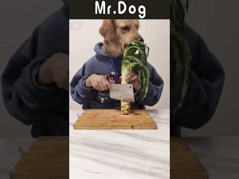 Mr.Dog the food expert 😂