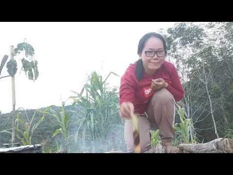 Kehidupan sumandak Sabah || Saya tingal d kebun😁