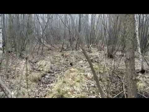 English Setter (Tico) Pointing a Ruffed Grouse, 4/1/2015