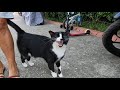Tuxedo Cat Says Hello To Me With Its Cutest Meow