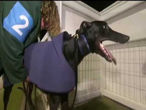 2017 ECC TIMBER PUPPY DERBY FINAL - T2 MAGICAL BALE