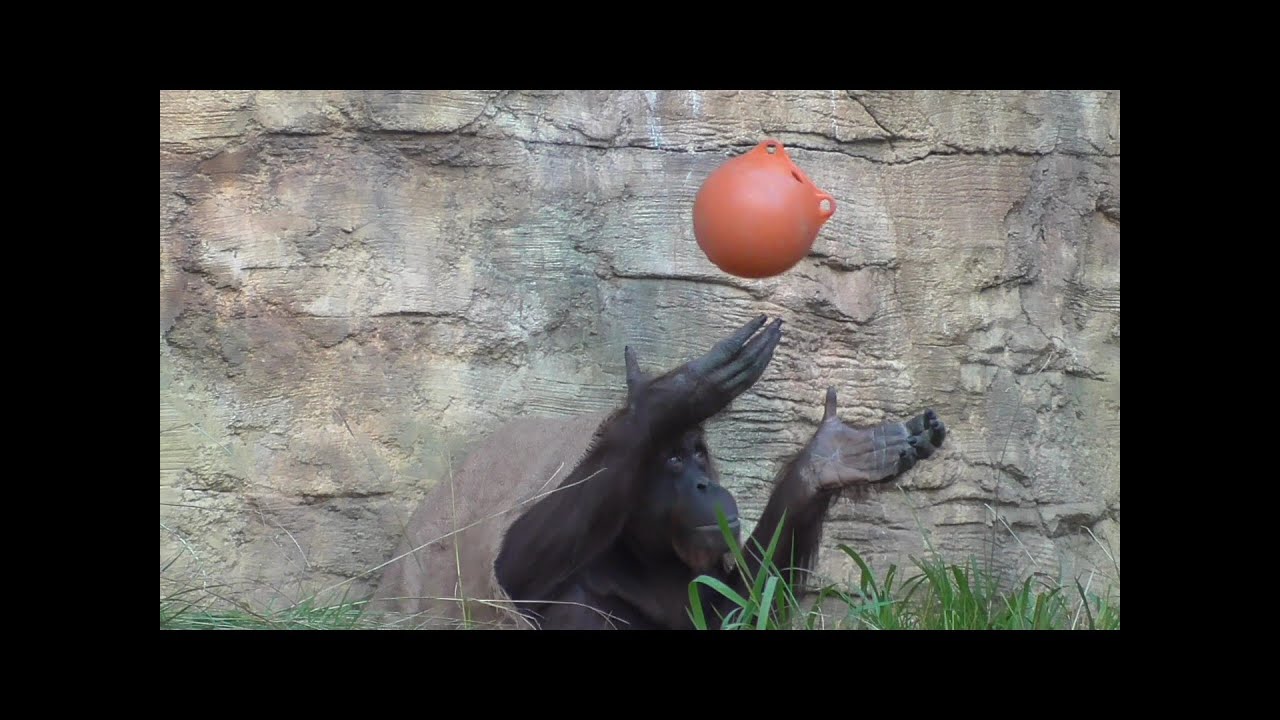 Baby Orangutan LOKI 15 - Plays with ball.