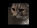 Cat Suddenly Shocked Meme Template Cat Shocked New Meme Template