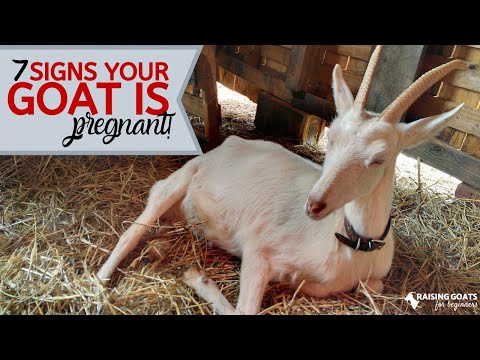 , title : '7 Goat Pregnancy Signs'