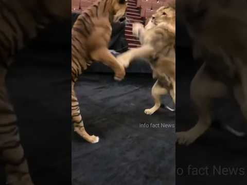 Barbary Lion vs Siberian Tiger ? 🤯🤔 By info fact News