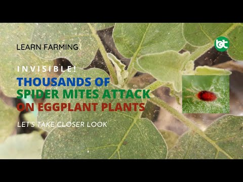 , title : 'Invisible ! Thousands of Spider Mites Attack on Eggplant Plants, Let's Take a Closer Look'