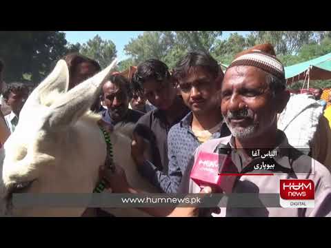Pakistan's largest Donkey Market | HUM News