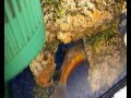 The Last Moments Of My Goldfish