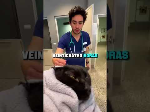su gato estaba enfermo y le dieron PARACETAMOL para 'curarlo'