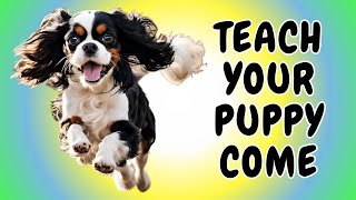Teach Your Cavalier King Charles Spaniel to Come When Called (Lesson 1 - Indoors!) 🐶🏠