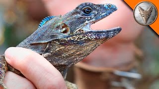 Flying Lizard Catch!