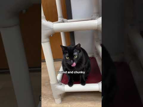 #cat Identifying black cats 101 #blackcats #identify #blackcatsrule #cats #cathu