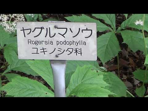 ヤグルマソウ 植物