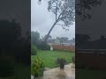 Wind from Hurricane Ida makes tree fall on house