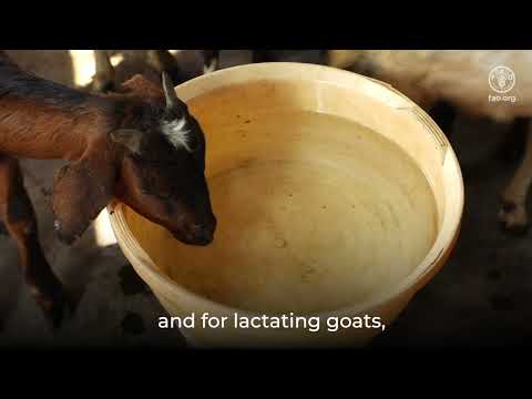Feed and Fodder Management for Goat Farming
