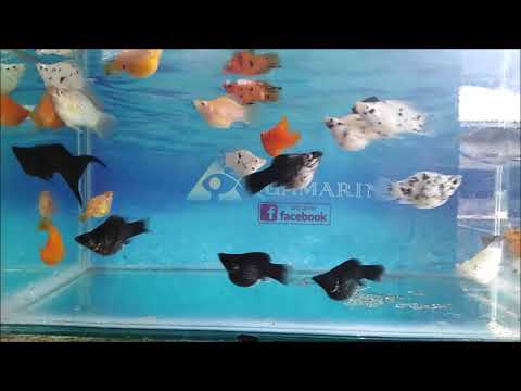 Watch Video on YouTube