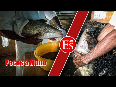 VisionEs: Peces a mano