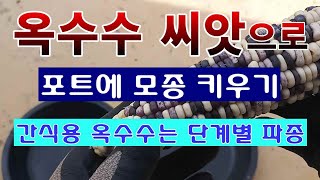 [텃밭농부 1,419]  옥수수 씨앗 포트에 파종하는 방법. #옥수수재배