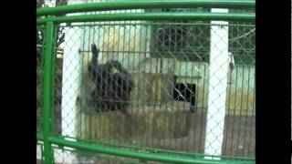 preview picture of video 'Passeio no zoológico e bosque em Leme SP - Brazil'