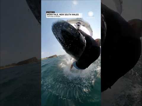 Jaw-Dropping Moment: Kite Surfer Survives Encounter with Whale | AccuWeather