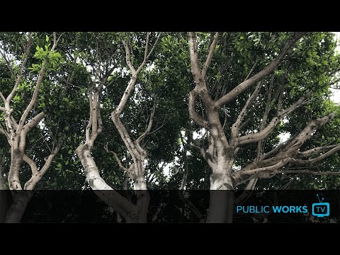 , title : 'The Ficus Tree Dilemma - EP. 0054