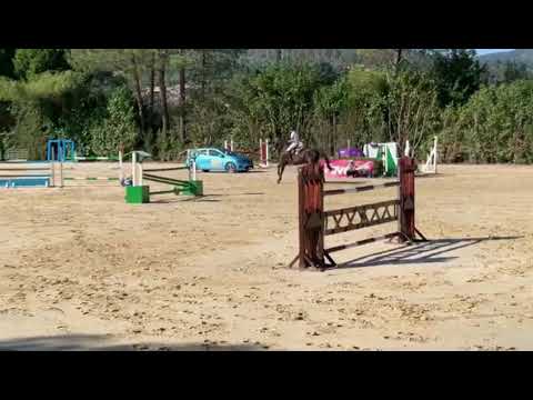 SWB • Loui Ln  - Kannan x Bijoux • 6 years old -  Csn Cemar 2020