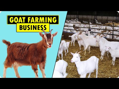 , title : 'How to start Goat Farming Business | Goat Farming Business Plan | Goat Farming Guide for Beginners'