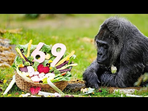 Video Thumbnail: Deutschland feiert 69. Geburtstag des ältesten Zoogorillas