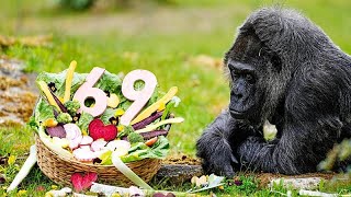 Deutschland feiert 69. Geburtstag des ältesten Zoogorillas
