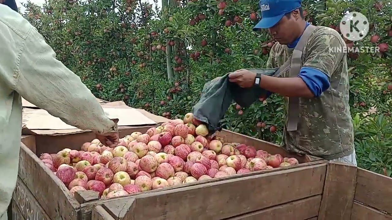 colheita da maçã, índios de Mato grosso do sul