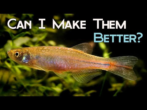 Line Breeding Pearl Danio Experiment - Episode 1.