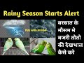 Rainy Season Starts Now Do These 5 Things How To Take Care Of Budgies And Parrots In Rainy Seas