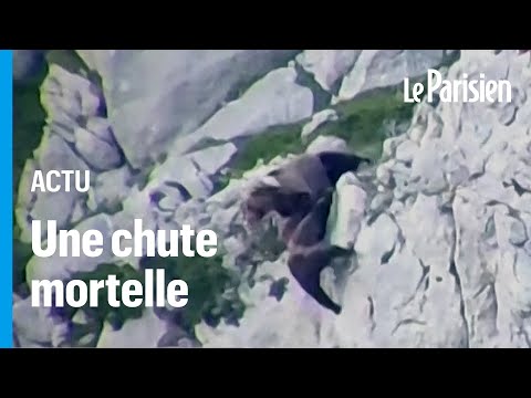 Deux ours font une chute impressionnante après un combat à flanc de montagne en Espagne