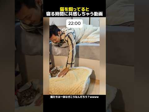 猫を飼ってると寝る時間に共感しちゃう動画