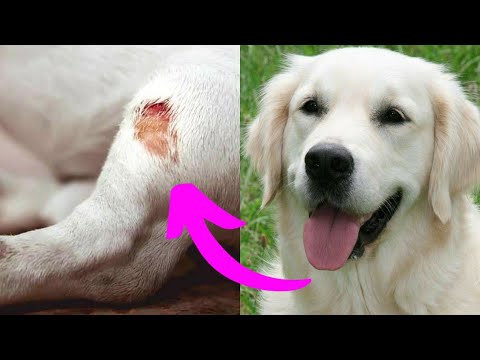 HOW TO HEAL A DOG'S WOUND ✅FAST ✅EASY ✅CHEAP! Terracam Spray | How to Heal Dog Wounds
