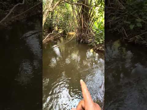 2 hectare de terra a venda em Tasso Fragoso Maranhão