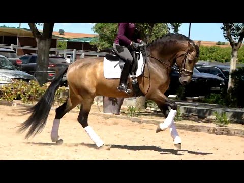 **SOLD** Buckskin Andalusian PRE Stallion 2019 - 1,68 m (#MP545)