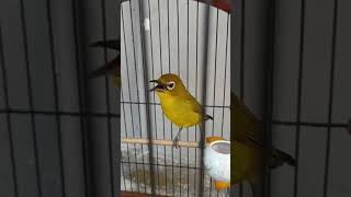 Download lagu Dakbal tembakan speed rapat mp3 Download lagu Dakbal tembakan speed rapat mp3