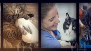 Mewsings Episode 2: Feline Genetics